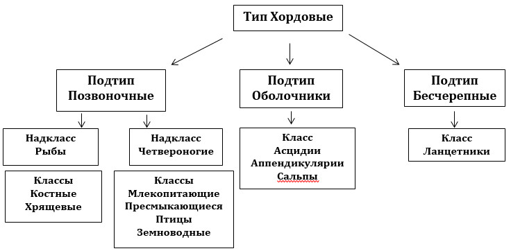 Классификация хордовых