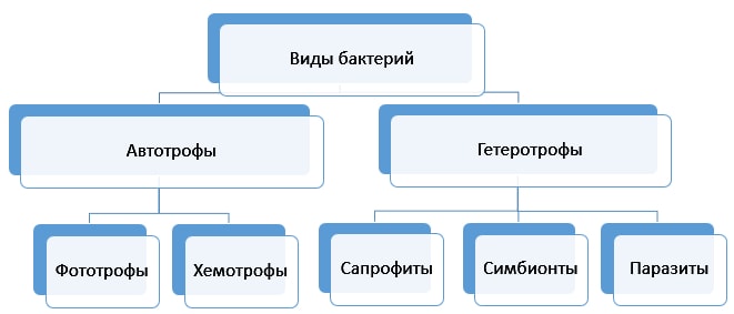 Классификация бактерий по способу питания