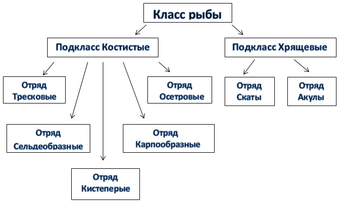 Классификация рыб