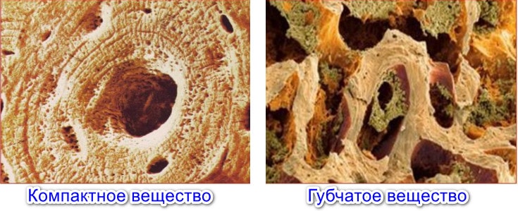 Компактное и губчатое вещество кости