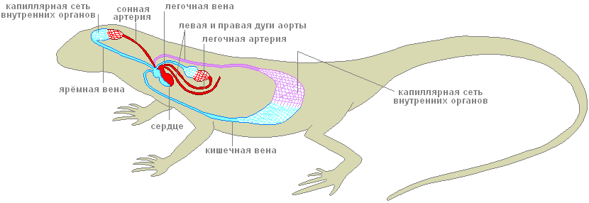 Кровеносная система пресмыкающихся