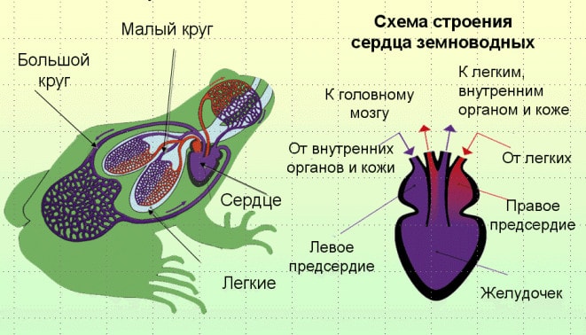 Кровеносная система амфибий