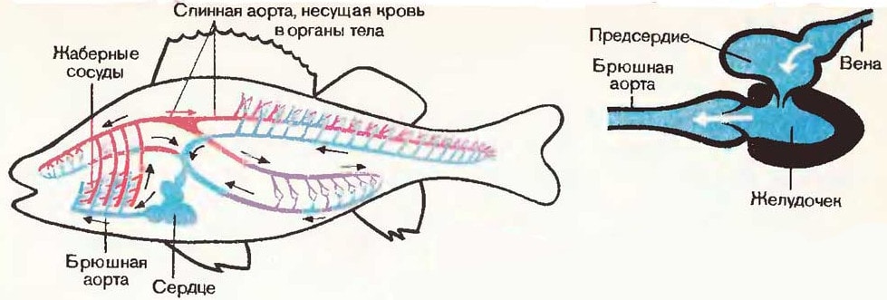 Кровеносная система рыб