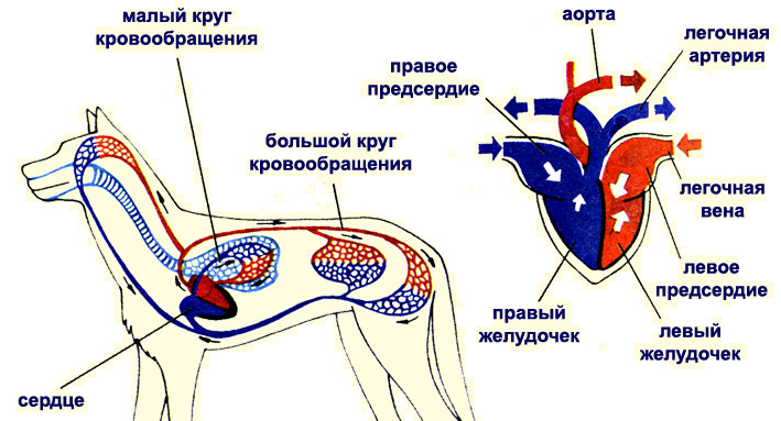 Органы кровеносной системы млекопитающих