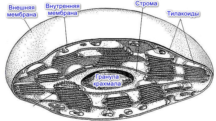 Строение лейкопласта
