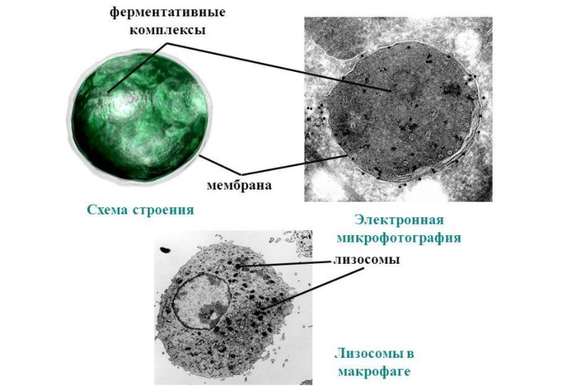 Строение лизосомы
