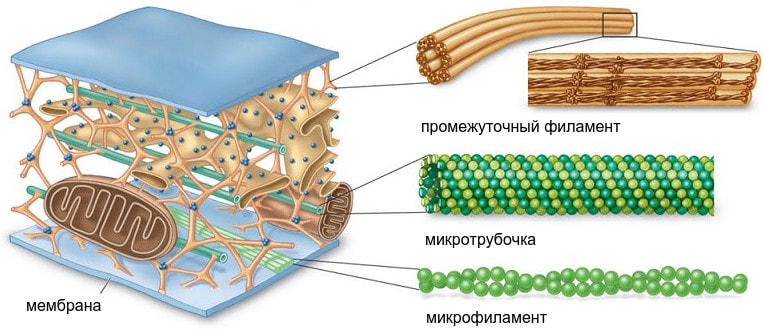 Микротрубочки и микрофиламенты