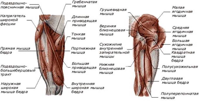 Мышцы нижних конечностей