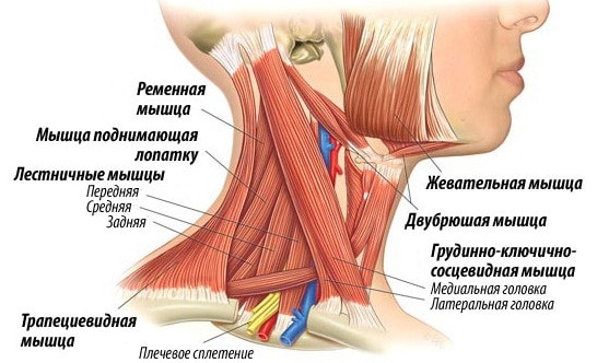 Мышцы шеи