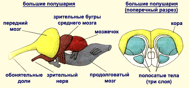 Строение мозга пресмыкающихся