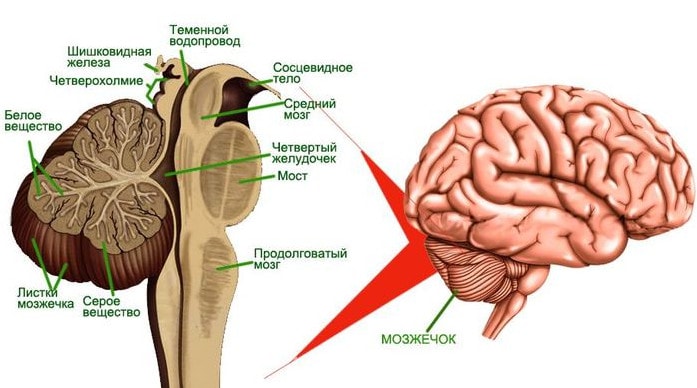 Строение мозжечка