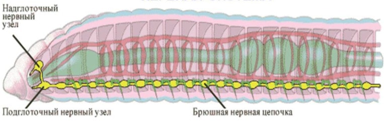 Нервная система круглых червей