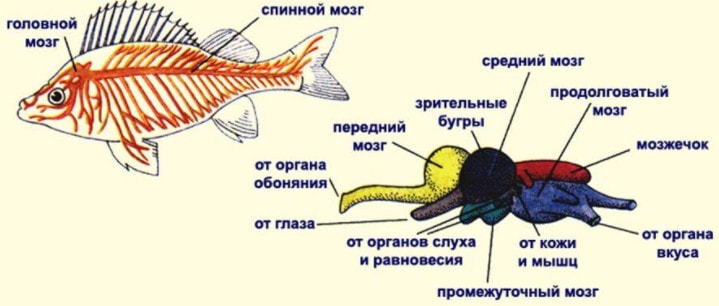 Нервная система рыб
