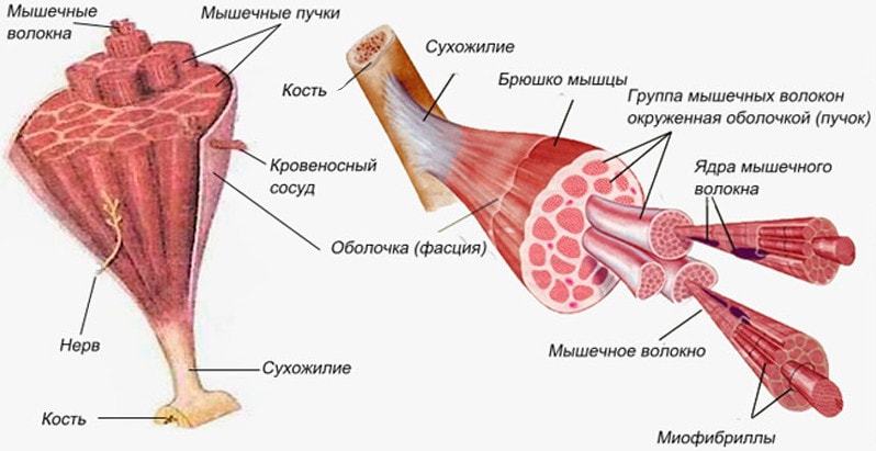 Общее строение мышцы