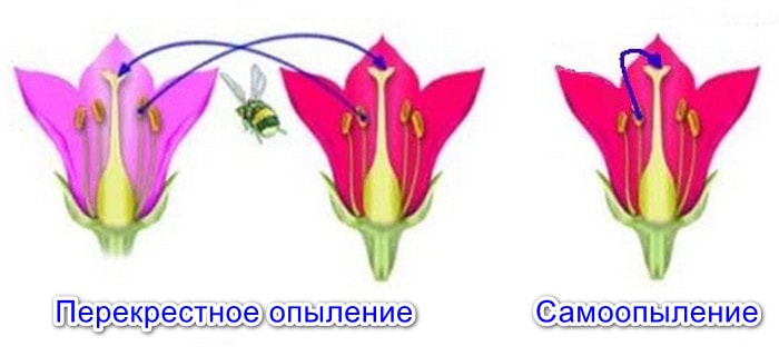 Схема перекрестного опыления и самоопыления