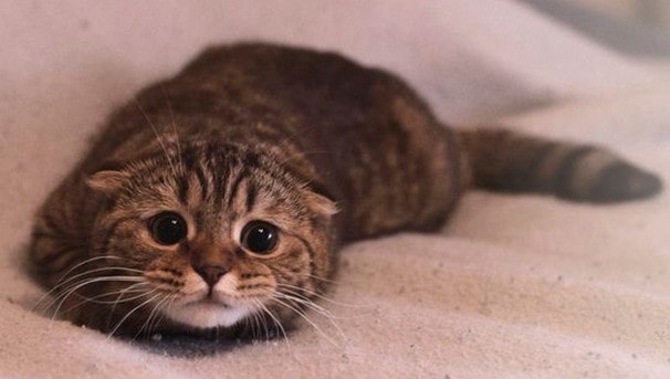 Причины опухолей молочной железы у кошки