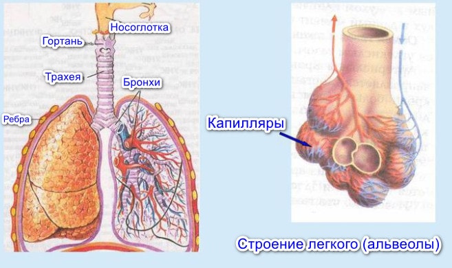 Органы дыхания млекопитающих