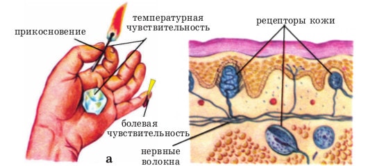 Органы осязания человека