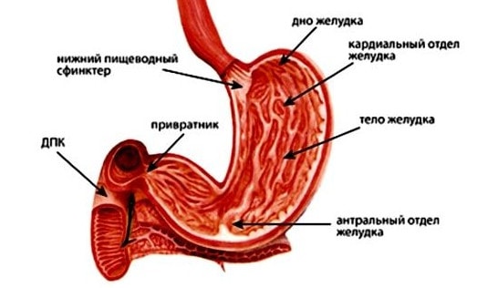 Отделы желудка человека