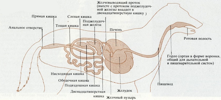 Органы пищеварения млекопитающих на примере собаки