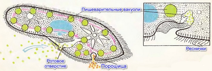 Органы питания инфузории-туфельки