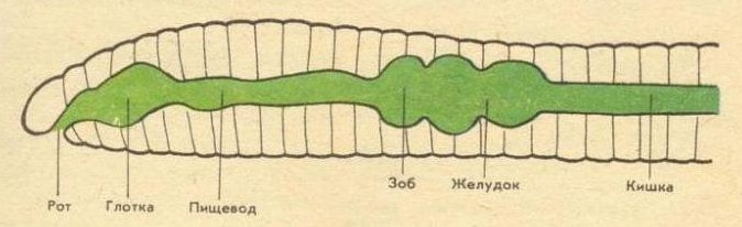 Пищеварительная система круглых червей