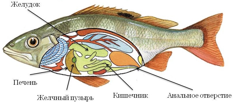 Пищеварительная система рыб
