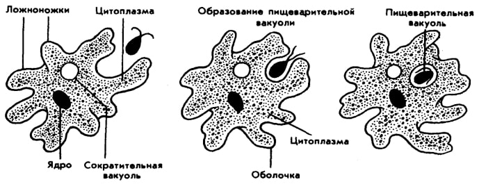 Питание амебы обыкновенной