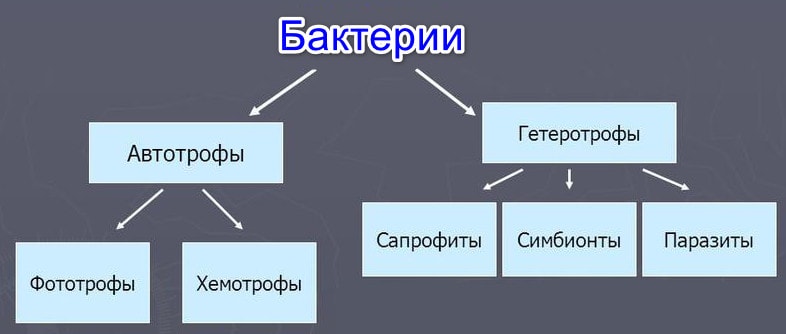 Типы питания бактерий