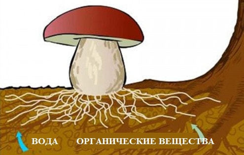 Питание шляпочных грибов