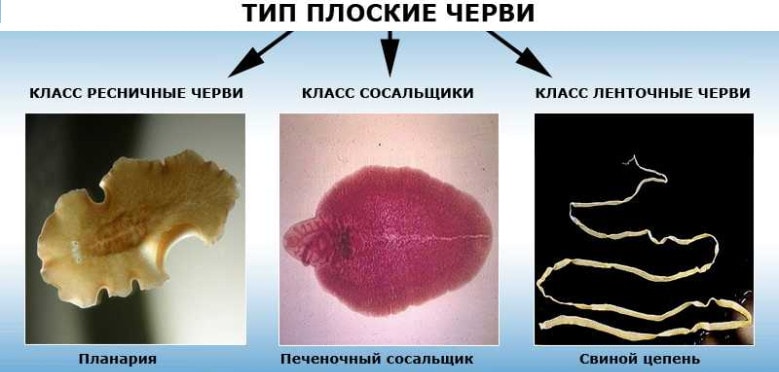 Плоские черви - общая характеристика