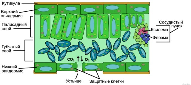 Эпидерма - первичная покровная ткань растений