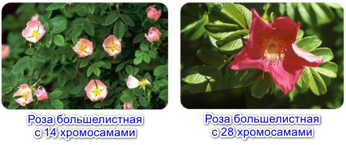 Полиплоидия