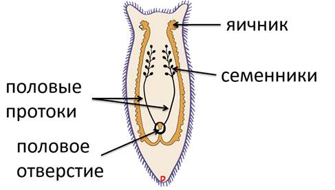 Половая система плоских червей