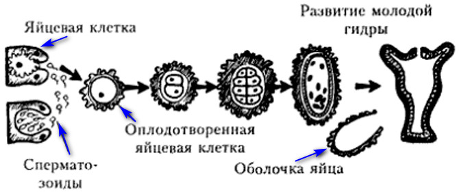 Половое размножение на примере гидры