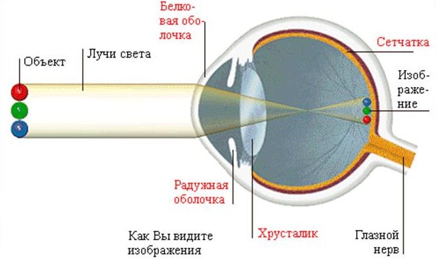 Порядок прохождения света через глаз