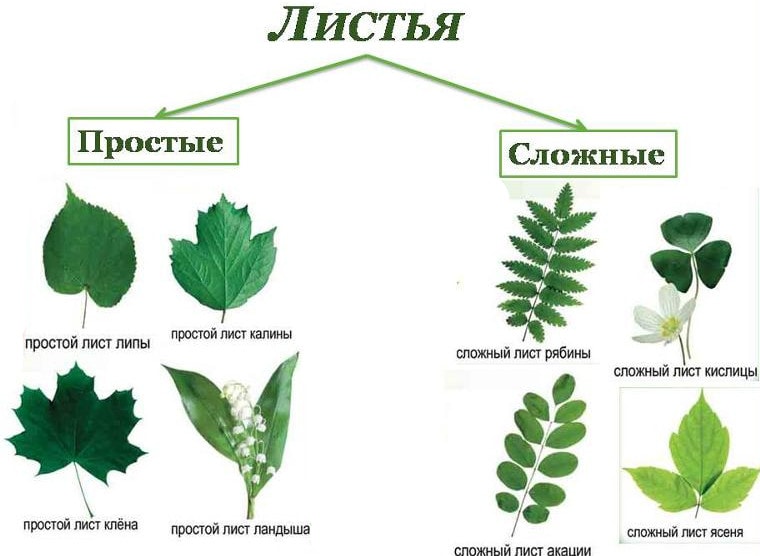 Примеры простого и сложного типа листьев