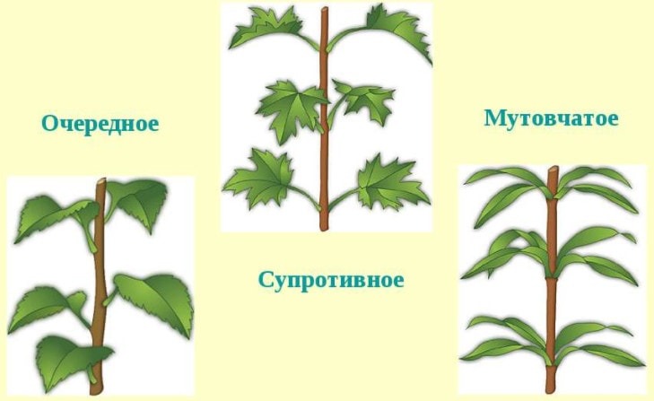 Типы листорасположения