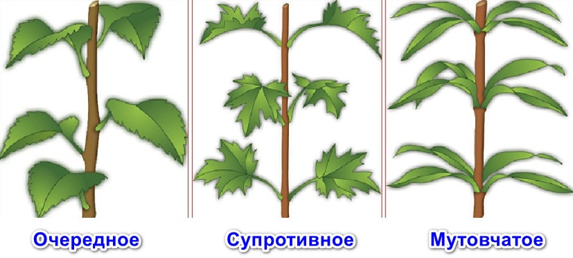 Расположение листьев на стебле