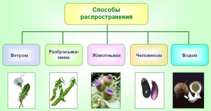 Пути распространения семян