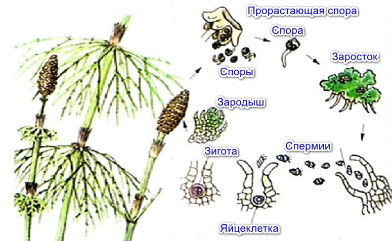 Размножение хвощей