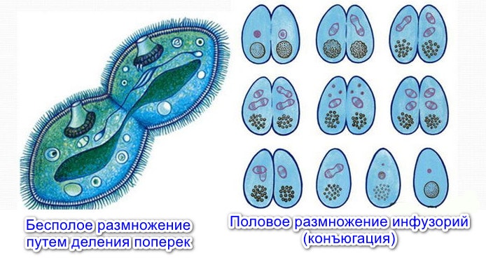 Размножение инфузорий