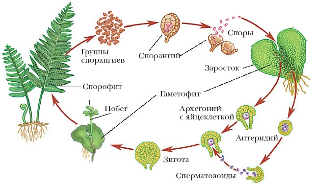 Процесс размножения папоротников