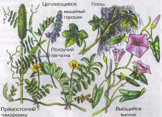 Разнообразие стеблей