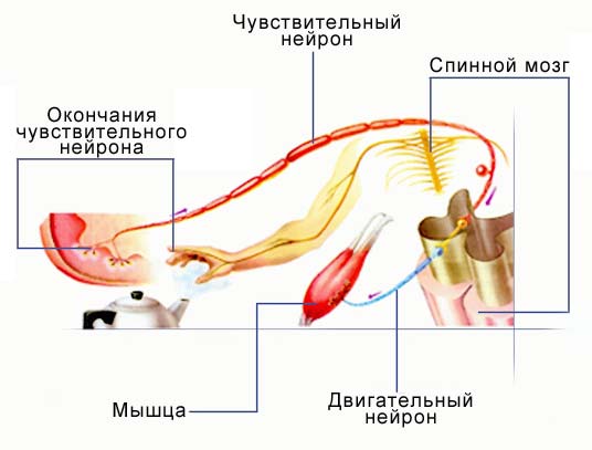 Рефлекторная дуга защитного рефлекса