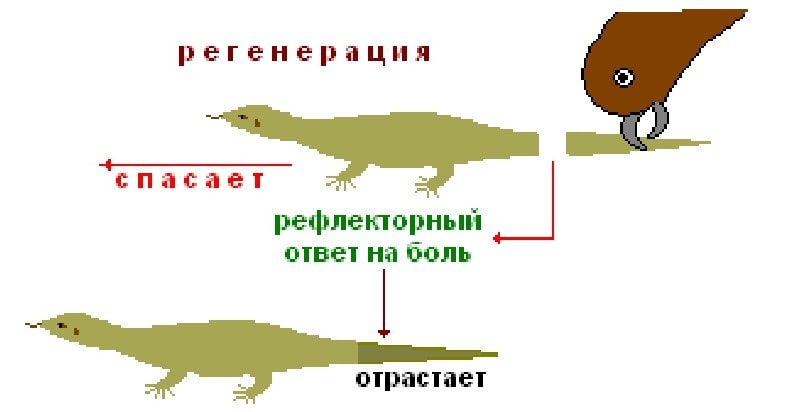 Регенерация пресмыкающихся