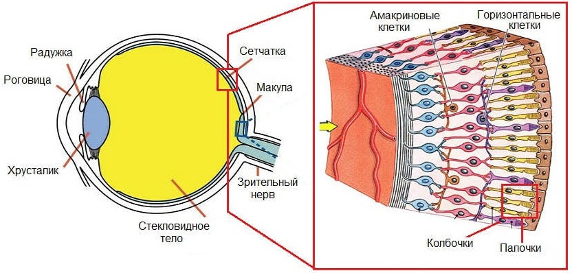 Строение сетчатки глаза