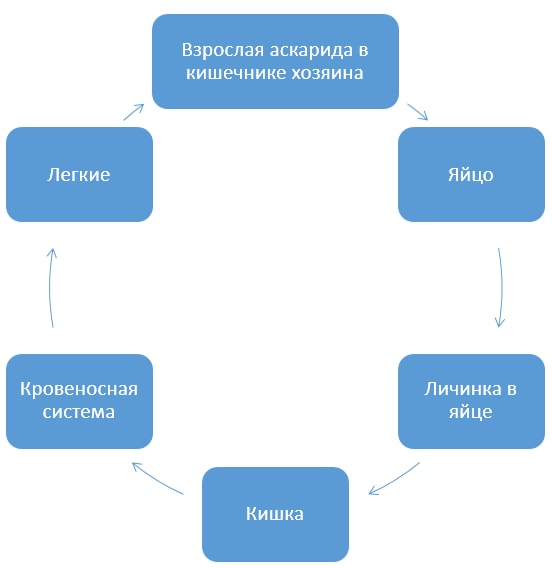 Схема цикла развития аскариды человеческой