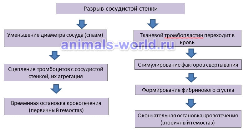 Схема свертывания крови