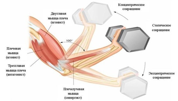 Мышцы синергисты и антагонисты